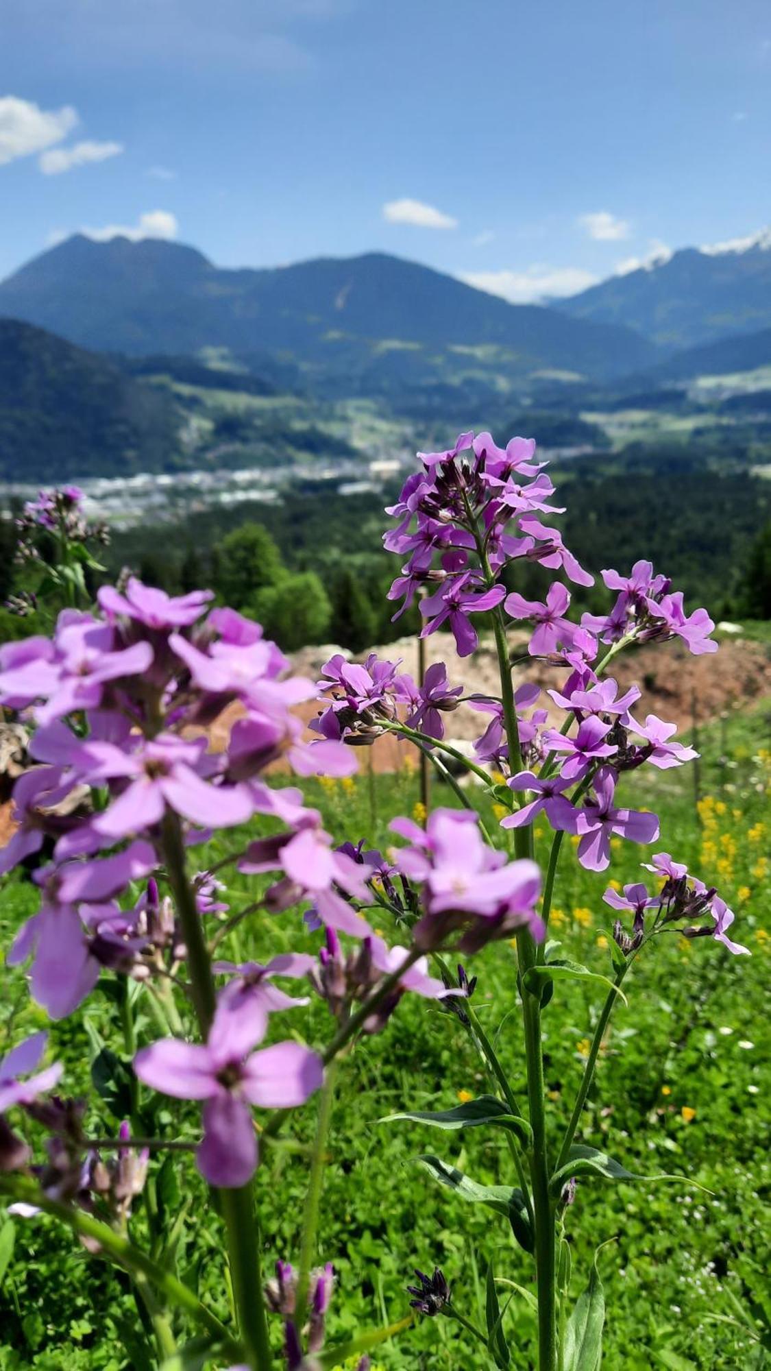 Haus Gmahblick Ferienwonungen Hotel Alpbach Ngoại thất bức ảnh
